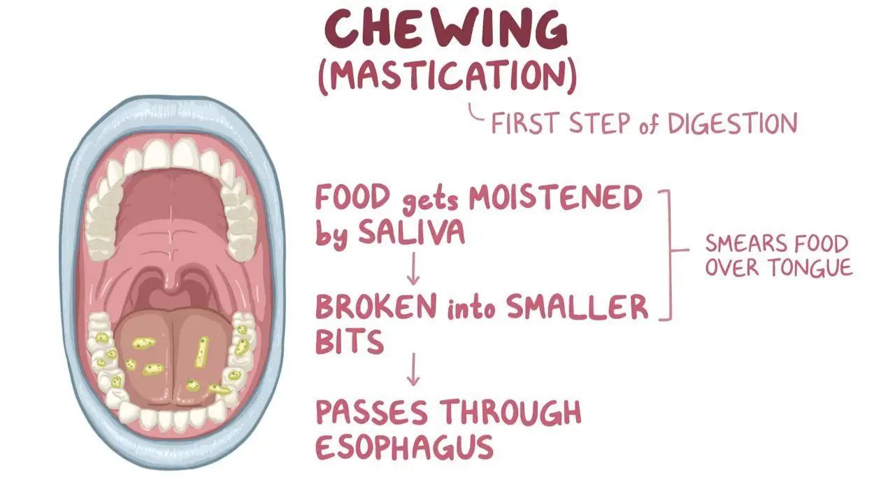 Understanding the Science of Chewing